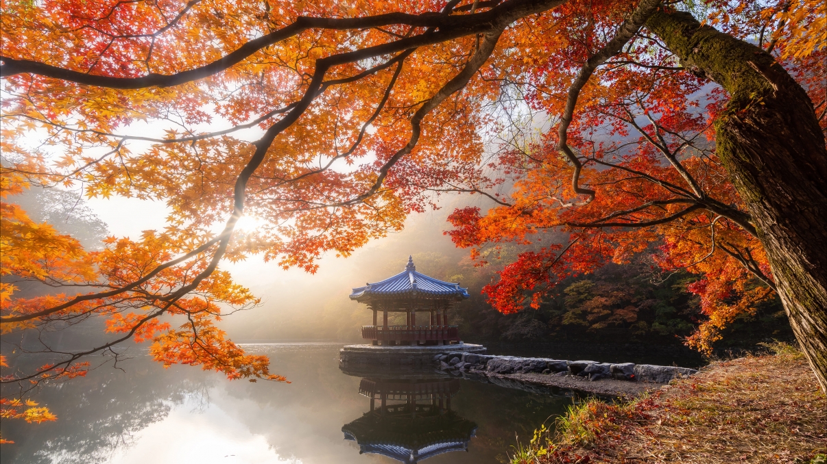 天鹅    海子